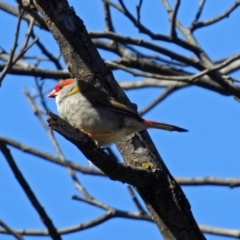 Neochmia temporalis at Paddys River, ACT - 27 Mar 2019