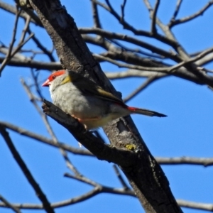 Neochmia temporalis at Paddys River, ACT - 27 Mar 2019