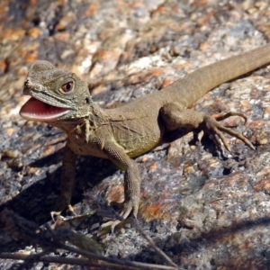 Intellagama lesueurii howittii at Paddys River, ACT - 27 Mar 2019 12:15 PM