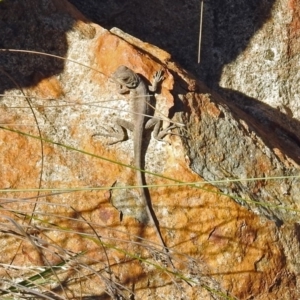 Intellagama lesueurii howittii at Paddys River, ACT - 27 Mar 2019 12:15 PM