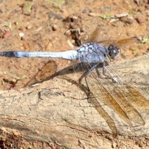 Orthetrum caledonicum at Majura, ACT - 12 Mar 2019 03:42 PM