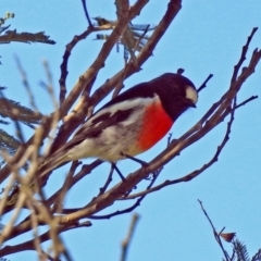 Petroica boodang (Scarlet Robin) at Paddys River, ACT - 27 Mar 2019 by RodDeb