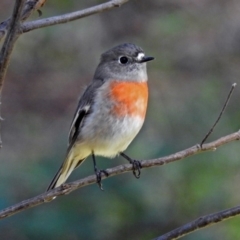 Petroica boodang at Paddys River, ACT - 27 Mar 2019 11:58 AM