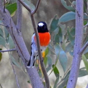 Petroica boodang at Paddys River, ACT - 27 Mar 2019 11:58 AM