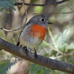 Petroica boodang at Paddys River, ACT - 27 Mar 2019 11:58 AM