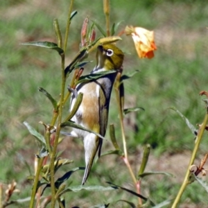 Zosterops lateralis at Paddys River, ACT - 27 Mar 2019