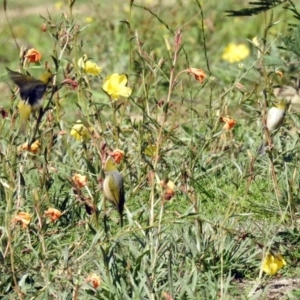 Zosterops lateralis at Paddys River, ACT - 27 Mar 2019