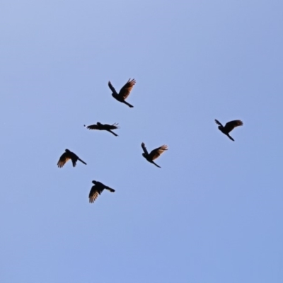 Zanda funerea (Yellow-tailed Black-Cockatoo) at Paddys River, ACT - 27 Mar 2019 by RodDeb