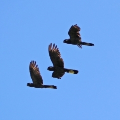 Zanda funerea at Paddys River, ACT - 27 Mar 2019 03:39 PM