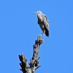 Egretta novaehollandiae (White-faced Heron) at Cotter Reserve - 27 Mar 2019 by RodDeb