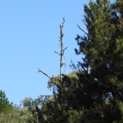 Egretta novaehollandiae at Paddys River, ACT - 27 Mar 2019 03:21 PM