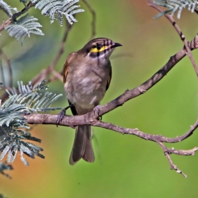 Caligavis chrysops (Yellow-faced Honeyeater) at Paddys River, ACT - 27 Mar 2019 by RodDeb