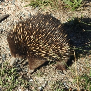 Tachyglossus aculeatus at Paddys River, ACT - 27 Mar 2019