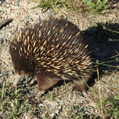 Tachyglossus aculeatus (Short-beaked Echidna) at Paddys River, ACT - 27 Mar 2019 by RodDeb