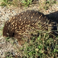 Tachyglossus aculeatus at Paddys River, ACT - 27 Mar 2019