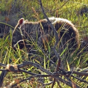 Vombatus ursinus at Paddys River, ACT - 27 Mar 2019 05:46 PM