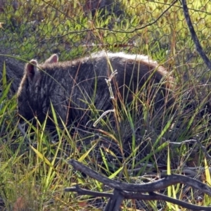 Vombatus ursinus at Paddys River, ACT - 27 Mar 2019 05:46 PM