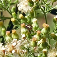 Unverified Bee (Hymenoptera, Apiformes) at Cotter Reserve - 27 Mar 2019 by RodDeb