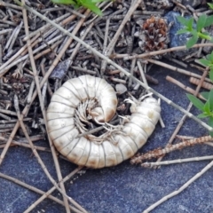 Diplopoda (class) (Unidentified millipede) at Cotter Reserve - 27 Mar 2019 by RodDeb