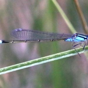 Ischnura heterosticta at Majura, ACT - 12 Mar 2019