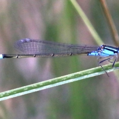 Ischnura heterosticta (Common Bluetail Damselfly) at Mount Ainslie - 12 Mar 2019 by jbromilow50