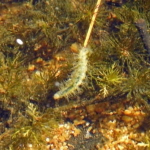 Acentropinae sp. (subfamily) at Paddys River, ACT - 27 Mar 2019