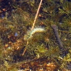 Acentropinae sp. (subfamily) at Paddys River, ACT - 27 Mar 2019