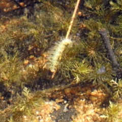 Acentropinae sp. (subfamily) at Paddys River, ACT - 27 Mar 2019