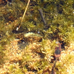 Acentropinae sp. (subfamily) at Paddys River, ACT - 27 Mar 2019