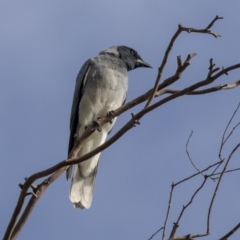 Coracina novaehollandiae (Black-faced Cuckooshrike) at Hawker, ACT - 28 Mar 2019 by AlisonMilton