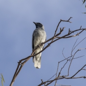 Coracina novaehollandiae at Hawker, ACT - 28 Mar 2019