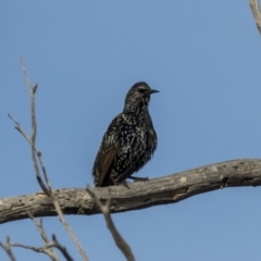 Sturnus vulgaris (Common Starling) at Hawker, ACT - 27 Mar 2019 by Alison Milton