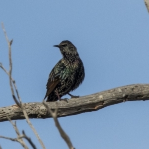 Sturnus vulgaris at Hawker, ACT - 28 Mar 2019 08:20 AM