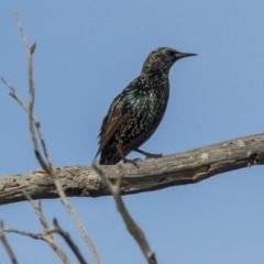 Sturnus vulgaris at Hawker, ACT - 28 Mar 2019 08:20 AM