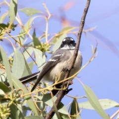 Rhipidura albiscapa (Grey Fantail) at The Pinnacle - 27 Mar 2019 by Alison Milton