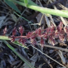 Tragus australianus (Small Burrgrass) at Parkes, ACT - 26 Mar 2019 by JanetRussell