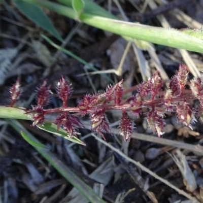 Tragus australianus (Small Burrgrass) at City Renewal Authority Area - 26 Mar 2019 by JanetRussell