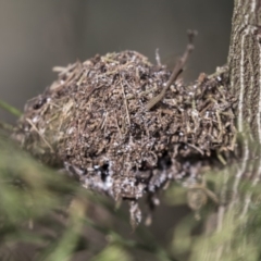 Papyrius nitidus (Shining Coconut Ant) at Hawker, ACT - 28 Mar 2019 by AlisonMilton