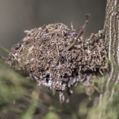 Papyrius nitidus (Shining Coconut Ant) at Hawker, ACT - 27 Mar 2019 by AlisonMilton