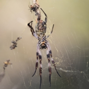 Trichonephila edulis at Hawker, ACT - 28 Mar 2019