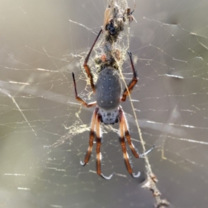 Trichonephila edulis at Hawker, ACT - 28 Mar 2019