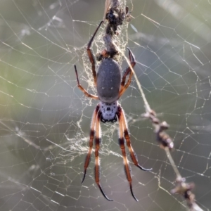 Trichonephila edulis at Hawker, ACT - 28 Mar 2019