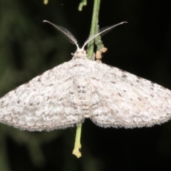Phelotis cognata (Long-fringed Bark Moth) at Mount Ainslie - 24 Mar 2019 by jb2602