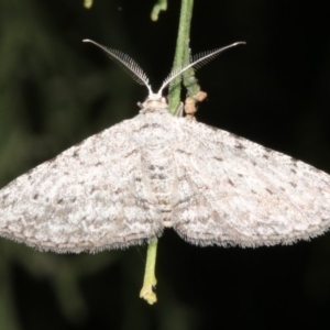 Phelotis cognata at Ainslie, ACT - 24 Mar 2019 09:57 PM