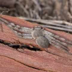 Isopeda (genus) (Huntsman Spider) at Hawker, ACT - 28 Mar 2019 by AlisonMilton
