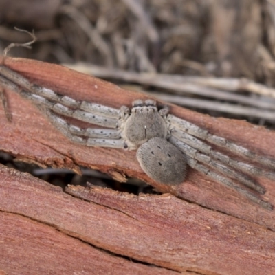 Isopeda sp. (genus) (Huntsman Spider) at Hawker, ACT - 28 Mar 2019 by AlisonMilton