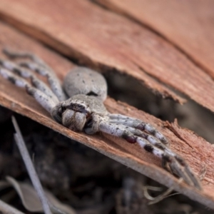 Isopeda sp. (genus) at Hawker, ACT - 28 Mar 2019 08:49 AM