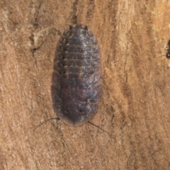 Laxta sp. (genus) (Bark cockroach) at The Pinnacle - 27 Mar 2019 by AlisonMilton
