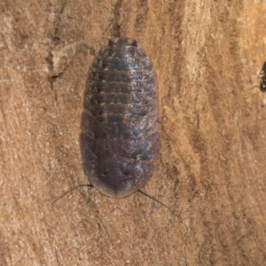 Laxta sp. (genus) at Hawker, ACT - 28 Mar 2019 08:47 AM