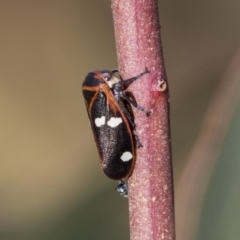Eurymela fenestrata (Gum tree leafhopper) at The Pinnacle - 27 Mar 2019 by AlisonMilton